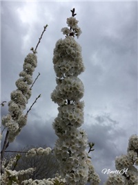 1ca54311-20190404 Tresnja.jpg